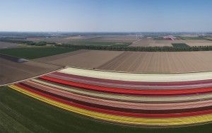Panoramic drone picture of a tulip field near Almere