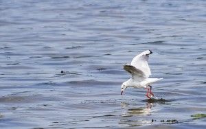 Seagull in Terschelling