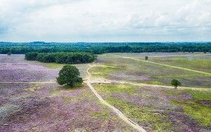 Bussumerheide from my drone