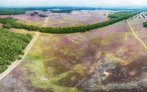 Bussumerheide from my drone