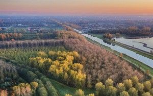 Autumn trees from my drone