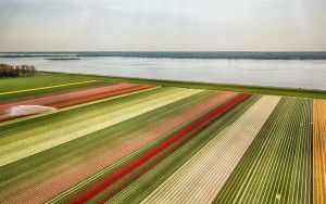 Drone picture of a tulip field near Almere-Haven