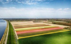 Drone picture of a tulip field near Almere-Haven