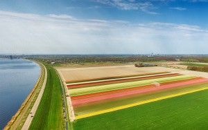 Drone panorama of a tulip field near Almere-Haven