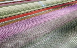 Drone picture of a tulip field near Almere-Haven