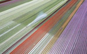 Drone picture of a tulip field near Almere-Haven