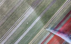 Drone picture of a tulip field near Almere-Haven