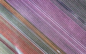 Drone picture of a tulip field near Almere-Haven