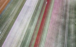 Drone picture of a tulip field near Almere-Haven