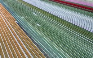 Drone picture of a tulip field near Almere-Haven