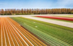 Drone picture of a tulip field near Almere-Haven