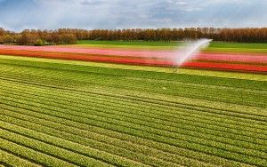 Drone picture of a tulip field near Almere-Haven