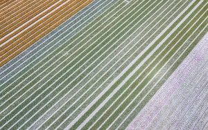 Drone picture of a tulip field near Almere-Haven