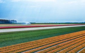 Drone picture of a tulip field near Almere-Haven