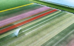 Drone picture of a tulip field near Almere-Haven