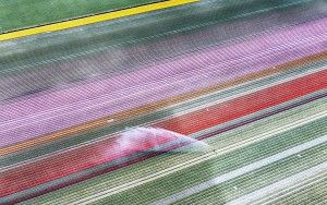 Drone picture of a tulip field near Almere-Haven