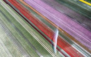 Drone picture of a tulip field near Almere-Haven