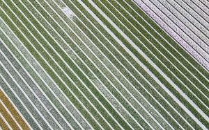 Drone picture of a tulip field near Almere-Haven