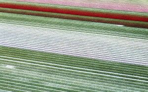 Drone picture of a tulip field near Almere-Haven