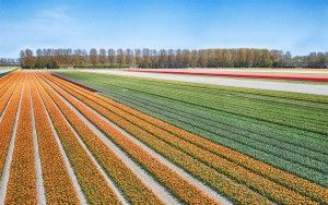 Drone picture of a tulip field near Almere-Haven