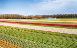 Drone picture of a tulip field near Almere-Haven