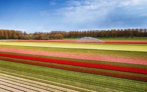 Drone picture of a tulip field near Almere-Haven