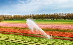 Drone picture of a tulip field near Almere-Haven