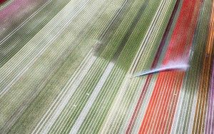 Drone picture of a tulip field near Almere-Haven