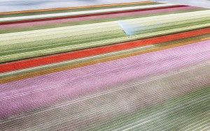 Drone picture of a tulip field near Almere-Haven