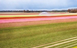 Drone picture of a tulip field near Almere-Haven