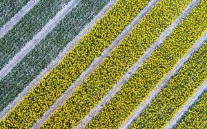 Drone picture of a tulip field near Almere-Haven