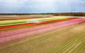 Drone picture of a tulip field near Almere-Haven