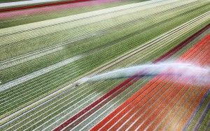 Drone picture of a tulip field near Almere-Haven