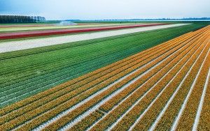 Drone picture of a tulip field near Almere-Haven