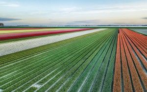 Drone tulips during sunset