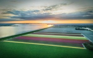 Drone tulips during sunset