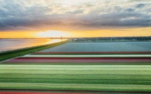 Drone tulips during sunset