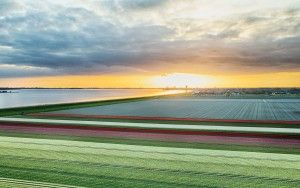 Drone tulips during sunset