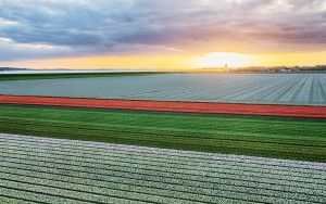 Drone tulips during sunset