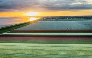 Drone tulips during sunset