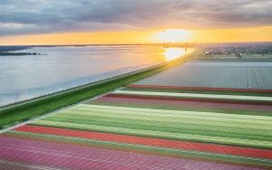 Drone tulips during sunset