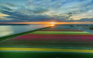 Drone tulips panorama during sunset