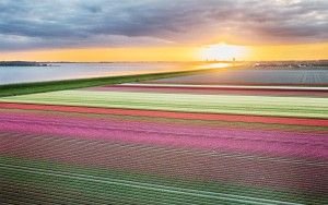 Drone tulips during sunset