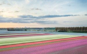 Drone tulips during sunset