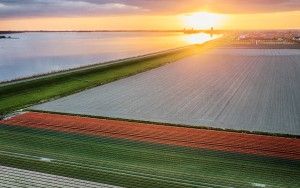 Drone tulips during sunset