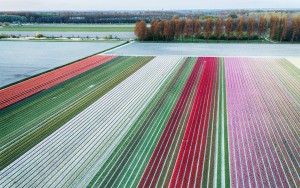 Drone tulips during sunset