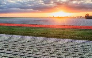 Drone tulips during sunset