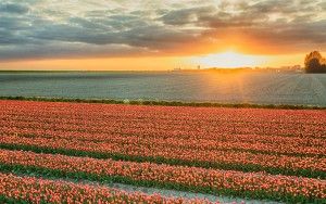 Drone tulips during sunset