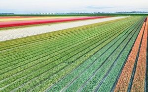 Drone tulips during sunset