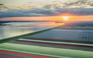 Drone tulips during sunset